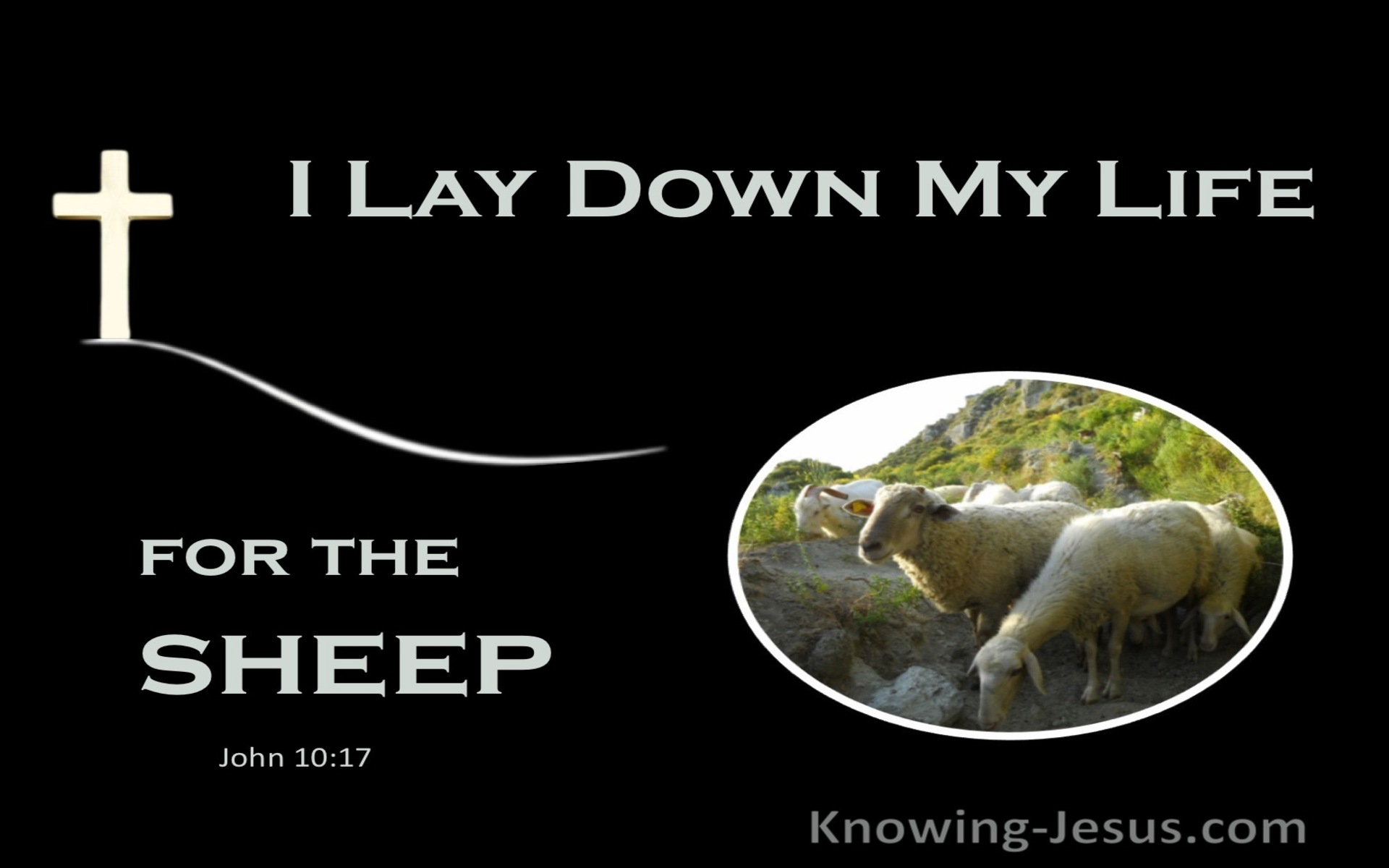 John 10:17 I Lay Down My Life For The Sheep (white)